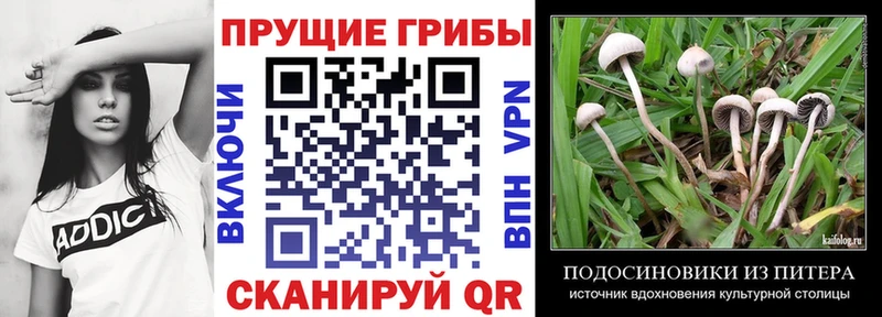 Купить  Вуктыл  Галлюциногенные грибы Cubensis 